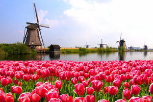 TOP 5 MUST VISIT PLACES IN AMSTERDAM DURING SPRING SEASON